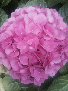 photo (3)